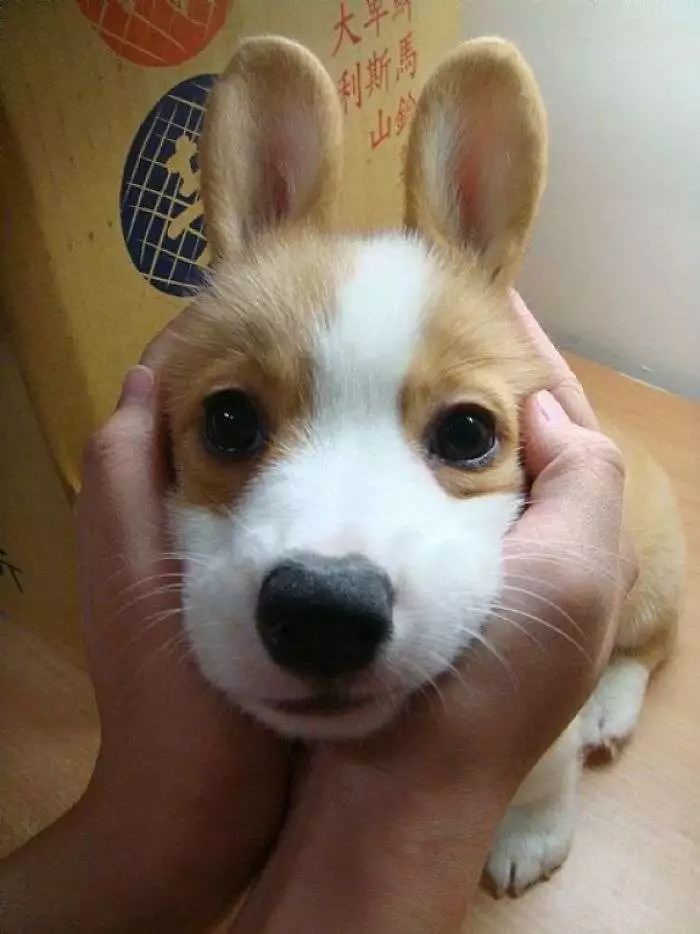 https://mmbiz.qpic.cn/mmbiz_jpg/XIo5icAdibUPJCYXV05TaicqeaicPm2mZ7dB4maicS24VLoyRjib6KMXdPmcdMdvNWyCNmn1Eicv2qu0diaa9R1gAFtxrA/640?wx_fmt=jpeg