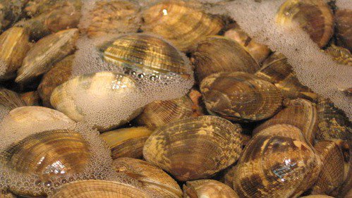 在中国古代，蛤、或蚌泛称具两片相等的壳的软件动物
