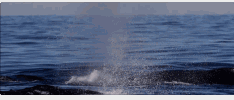 http://www.jyii.com/showyixia.php?url=https://mmbiz.qpic.cn/mmbiz_gif/VMxLIjGTPDW6Wnj2ojg4ATSJ1Ot0QRr5TjnoC69JndAxG79nKHg4nJZtfH0IJ4jxS4mkVYiauK7pvme4uHSOJWQ/640?wx_fmt=gif