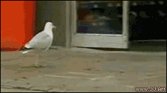 https://mmbiz.qpic.cn/mmbiz_gif/XIo5icAdibUPJ4o2Yxa0hj3oHYcianr93WxCQlrF8mYibuNBYauFu9hNNlcEKqc7RU0CuFIpwMfvEa2rzJJnuB7S3g/640?wx_fmt=gif