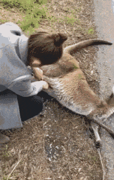 https://mmbiz.qpic.cn/mmbiz_gif/XIo5icAdibUPLlfqBfu8r6JfnFFyVVyey2otxZLu0kuqibYf26cHZ5fWketSADJtJA3Vk92gR0G7h1zHRCwb8bD5A/640?wx_fmt=gif