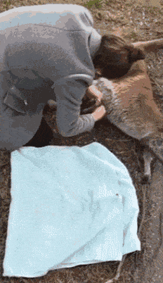 https://mmbiz.qpic.cn/mmbiz_gif/XIo5icAdibUPLlfqBfu8r6JfnFFyVVyey2SoibvFc8v9aBTw4ZX54bAuzSc2AKTdjV5pUFcIogIC81ZMelIgaib4aw/640?wx_fmt=gif