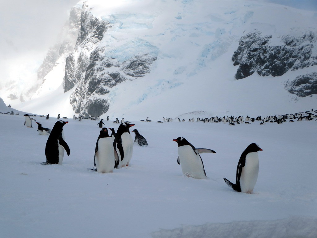 Z:\608-20180818\Final\B Section\B08-09南极2\Cuverville island.jpg
