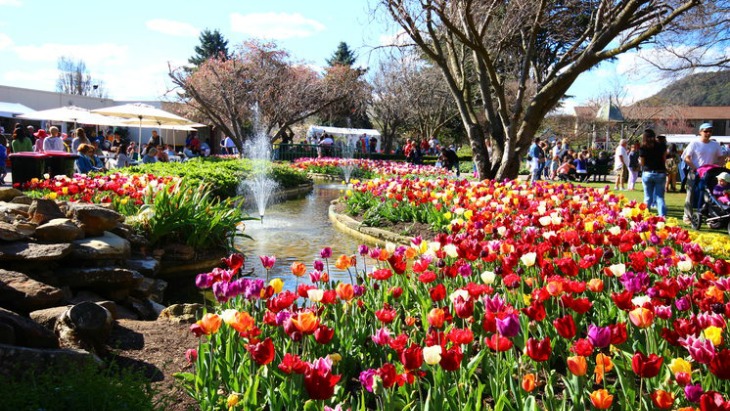 D:\Sally Bai\生活網文章\0919\bowral_tulip_time_2017.jpg