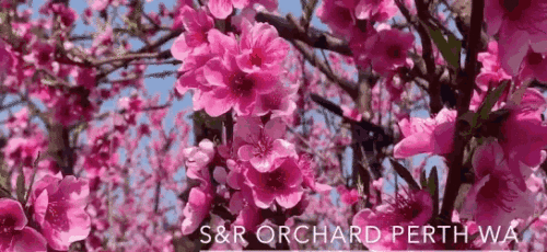 https://mmbiz.qpic.cn/mmbiz_gif/kXicXWmkBMUmZfLzSdzQCVkIb4KREDJop2rSiaqdzV7McrS4kvZ7PVCj7zy0YAajyRuKIo8BZ9aUGPmicUMQ4LonA/640?wx_fmt=gif