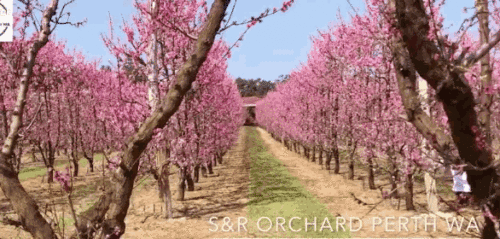 https://mmbiz.qpic.cn/mmbiz_gif/kXicXWmkBMUmZfLzSdzQCVkIb4KREDJopGBknm1VxV0a8P8ibEr8Jiaz4IzI5wOic0WY9rtgw3oJOY8iaKhNBTibHr9A/640?wx_fmt=gif
