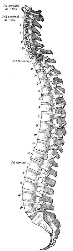 https://upload.wikimedia.org/wikipedia/commons/8/83/Gray_111_-_Vertebral_column.png