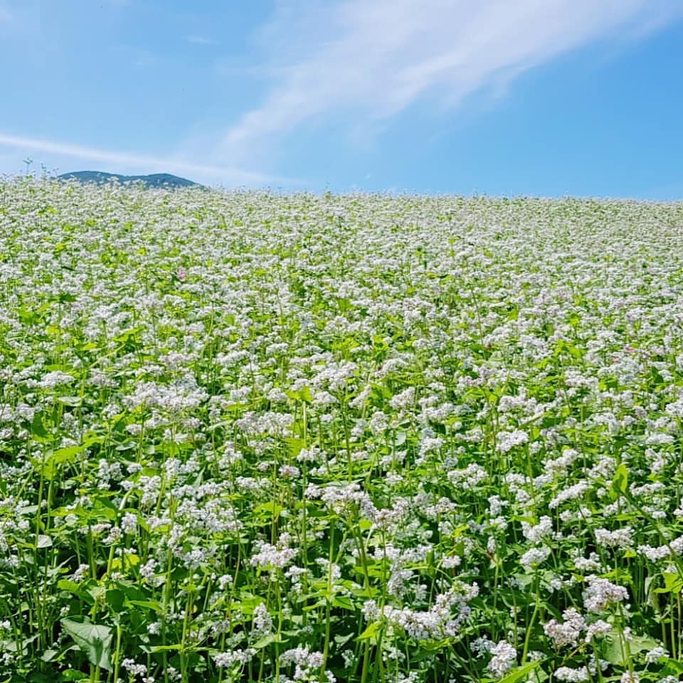 Z:\612-20180915\Final\B Section\B10-11濟州島 不一樣的秋\蕎麥花.jpg