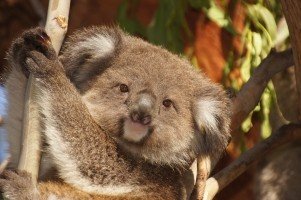 C:\Users\user\Downloads\koala-australia-koala-bear-lazy-rest-animal-2.jpg