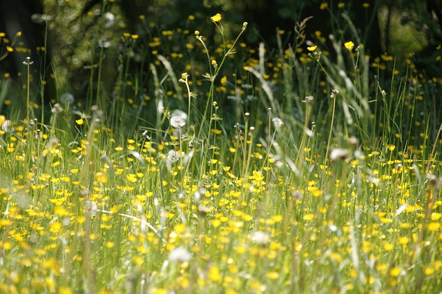 C:\Users\user\Downloads\meadow-123280_640.jpg