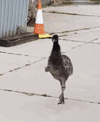 https://mmbiz.qpic.cn/mmbiz_gif/XIo5icAdibUPKIFG5jq49tJGnMBSjbGdDoWTTz11226OXaoZO2Z8UqW4tNrhdcEjnNftWvN4Gia7ibByseB9WRdlyg/640?wx_fmt=gif