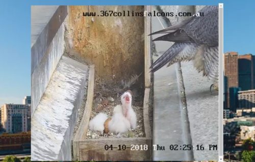 https://mmbiz.qpic.cn/mmbiz_png/XIo5icAdibUPJZz6Ux2OmAx57Gov8VvjDIrgibCCoP12BKQJ4TD77Omg2WE1fjBA1enFeRRcibUDBOYr3iacPDicaKgw/640?wx_fmt=png