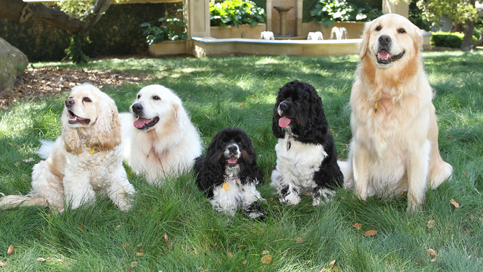 Z:\622-20181124\Final\B Section\B05\20110401-oprahs-pets-2-949x534.jpg