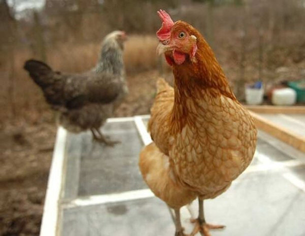 Z:\622-20181124\Final\B Section\B05\Gigoo-the-Chicken.jpg