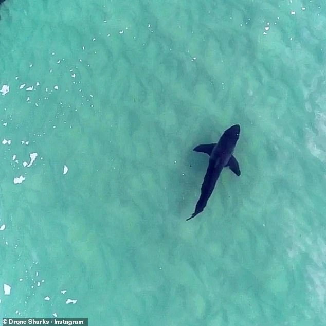 An image was snapped by Drone Shark, an app which provides drone footage for surfers and swimmers of any shark sightings.
