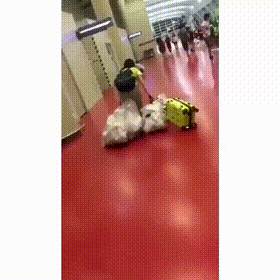 https://mmbiz.qpic.cn/mmbiz_gif/0krQIPKY0yLhlnCSjuWavibBVh6LkatDtTGF0uQoZJPfTRAUGd944c9L8AWAoyec6rGlm4cMpncANaNicmbZyRZg/640?wx_fmt=gif