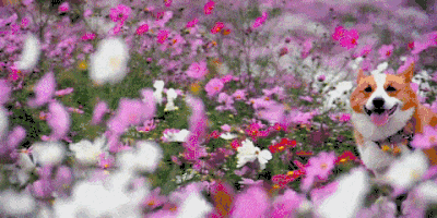 https://mmbiz.qpic.cn/mmbiz_gif/NCYObN9rRM7IFziazciaCIT9jgPJvqNTibiaTvFbrzICdiaNXAb04MbNfqxl8s8vbNHdticX522r0icrMhCHWflBJyNNg/640?wx_fmt=gif