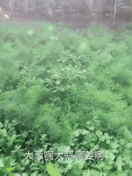https://mmbiz.qpic.cn/mmbiz_gif/XIo5icAdibUPLPtekVIMcibkPaA2zQvoX16uMGnicnib19s8hoONlicpWqGeYPB9qCZIibZeZbB7cp0r3ibEyuPDqib6ficQ/640?wx_fmt=gif