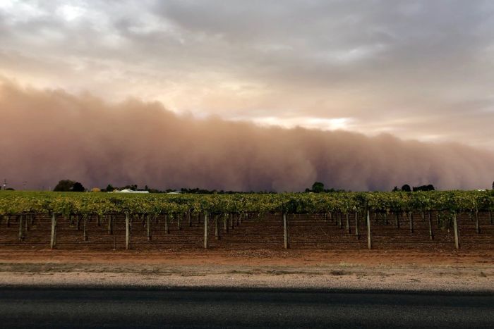 A cloud of dust on the horizon in front of a vineyard.