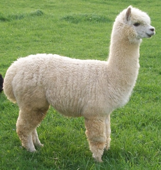 Z:\654-20190720\Final\B Section\B12-13\Alpaca--.jpg
