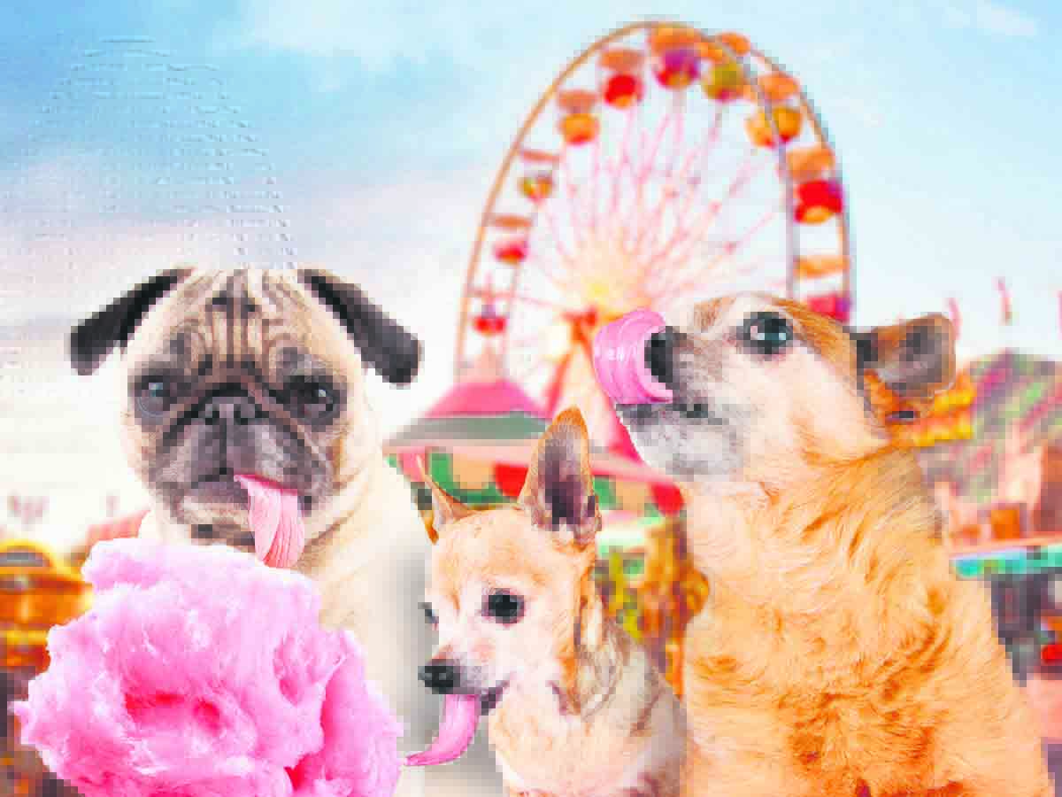 Z:\662-20190914\Final\B Section\B03\paws-directory-article-dogs-fairground-candy-ed.jpg