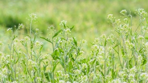 生长于田野、路边的荠菜。