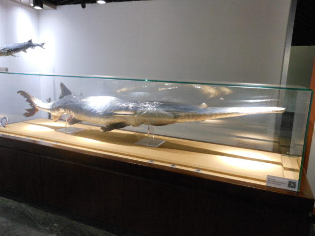 圖為武漢中國科學院水生生物研究所水生生物博物館中的白鱘標本。