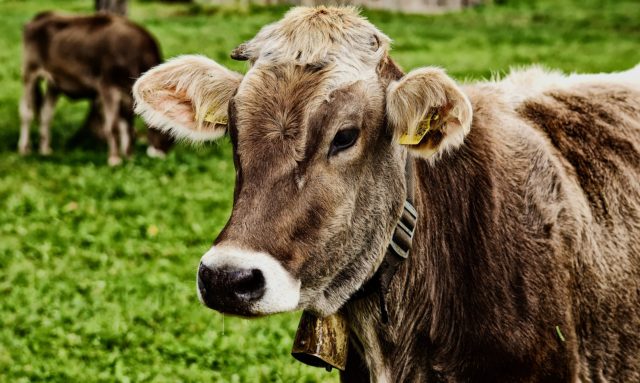 牛。（图片来源：Pixabay）