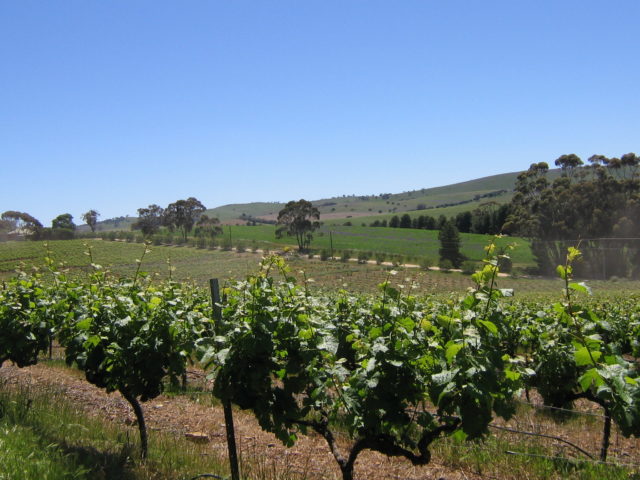 图为位于南澳Clare Valley的葡萄藤。