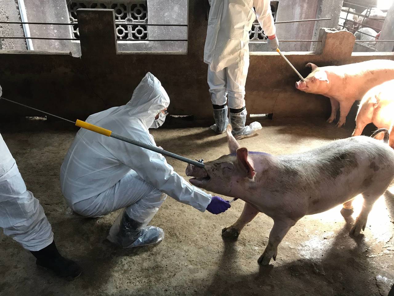 台灣金門市政府在為豬只做檢測。（圖片來源：中央社）