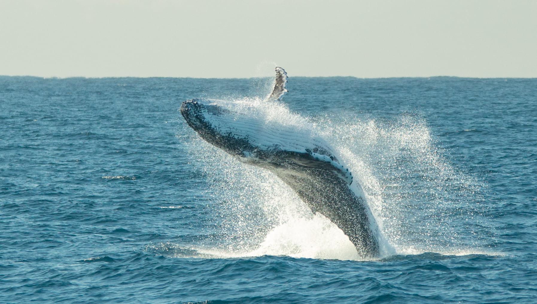 座头鲸 (© Philip Thurston/Getty Images) @20230608 | NiceBing 必应美图 - 精彩世界,一触即发