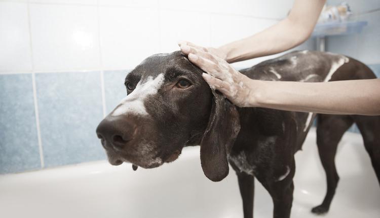 狗洗澡