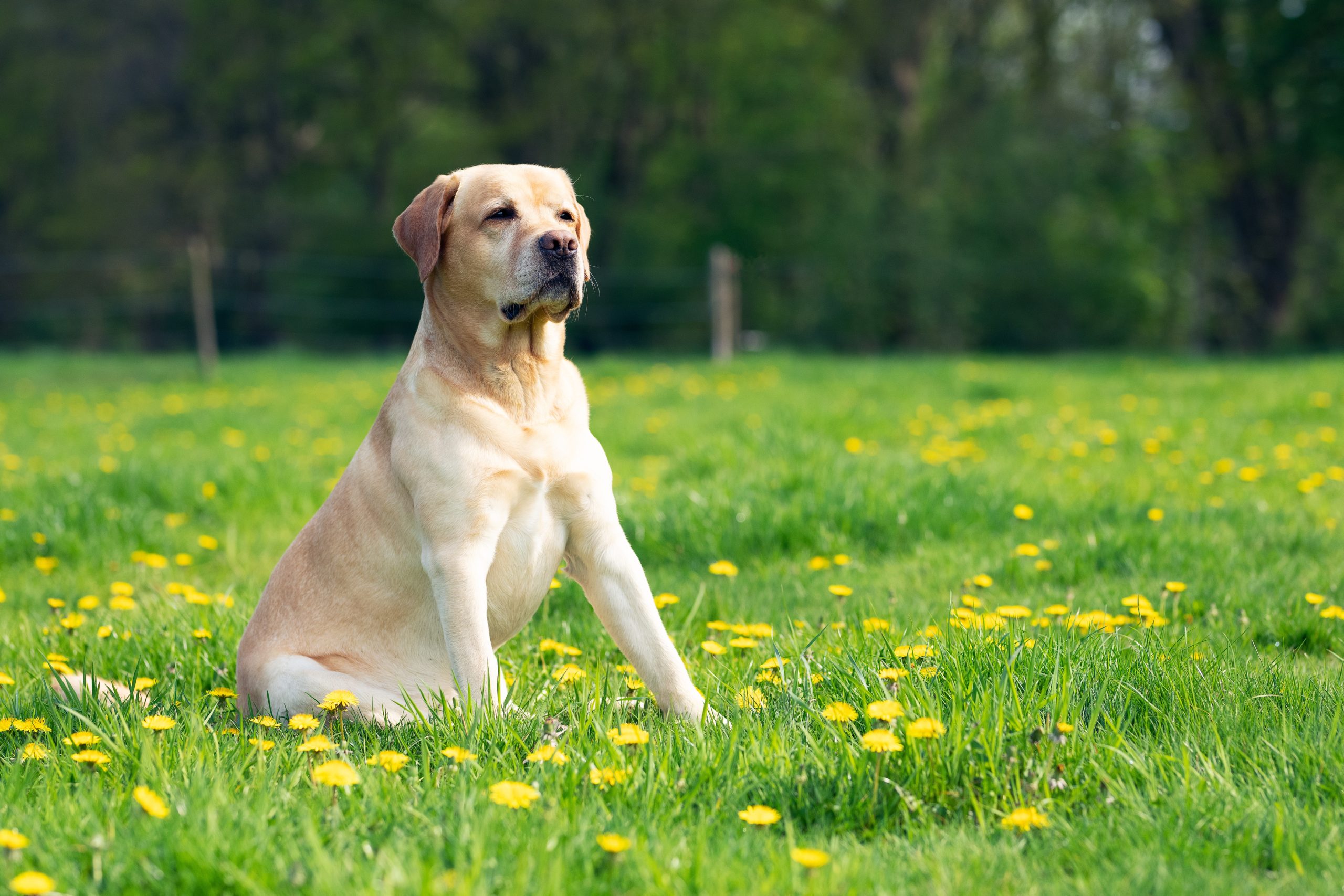纯种拉布拉多犬幼犬狗狗出售 宠物拉布拉多犬可支付宝交易 拉布拉多犬 /编号10040000 - 宝贝它