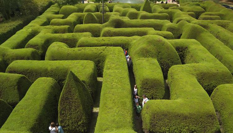 Ashcombe Maze & Lavender Gardens，樹籬迷宮