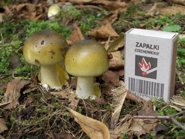 有毒蘑菇,死亡帽蘑菇