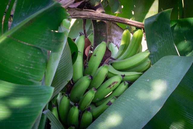 香蕉樹，香蕉