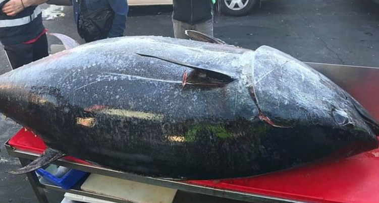 澳漁民捕獲271公斤金槍魚 有望打破新州記錄