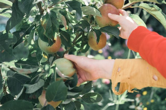 澳洲計劃讓難民下鄉摘水果 換取永久居留權