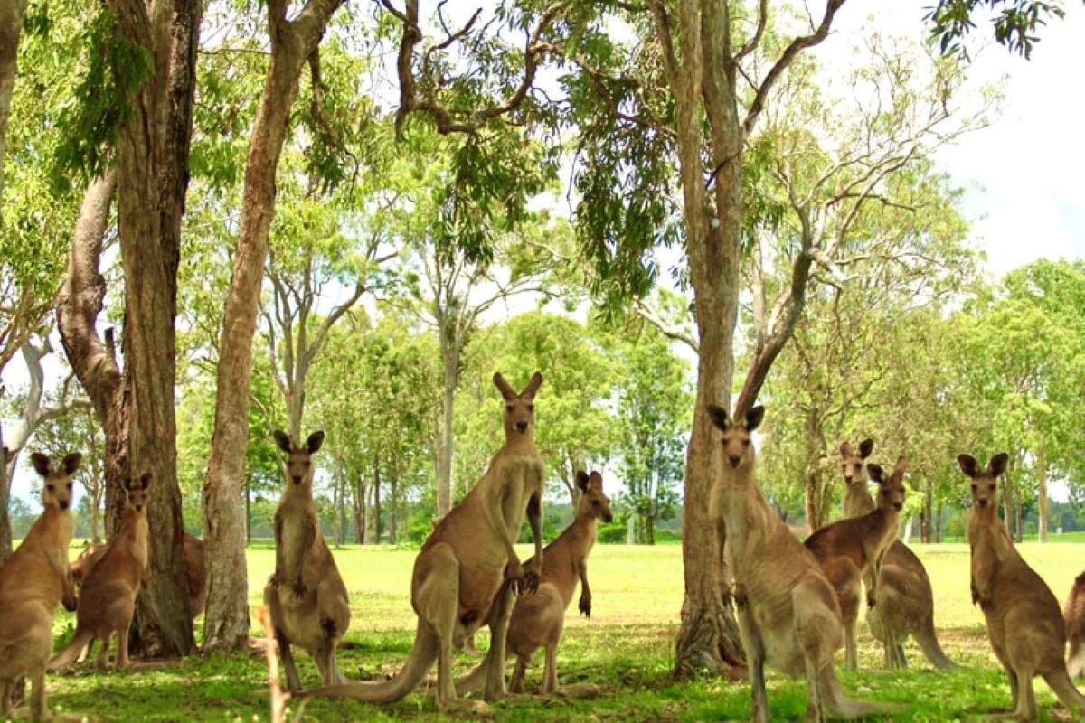 墨尔本动物园 (Melbourne Zoo), 景点, 墨尔本, Victoria, Australia