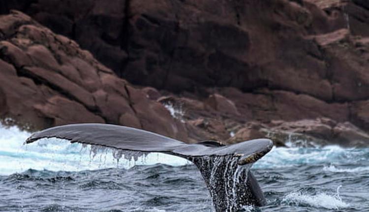 座头鲸示意图 图片来源：Piqsels.jpg