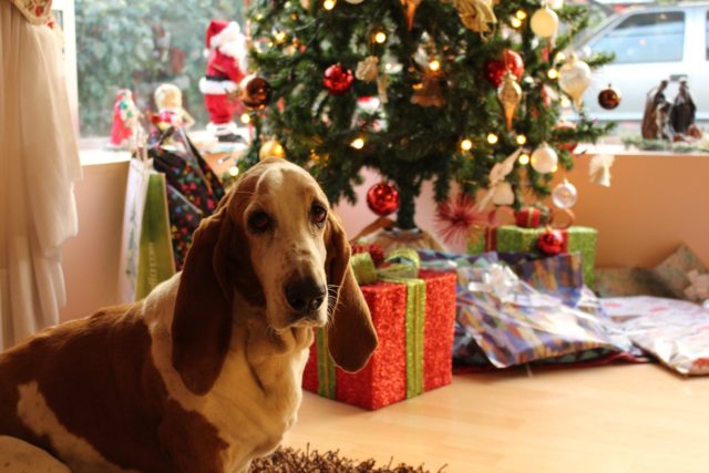 聖誕樹，禮物，狗