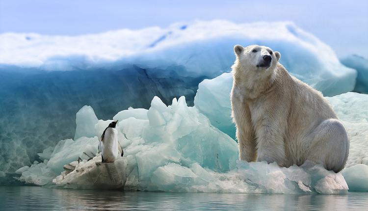 企鵝，北極熊
