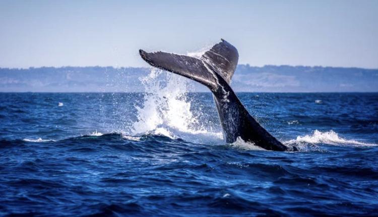 拜倫灣Byron Bay，鯨魚