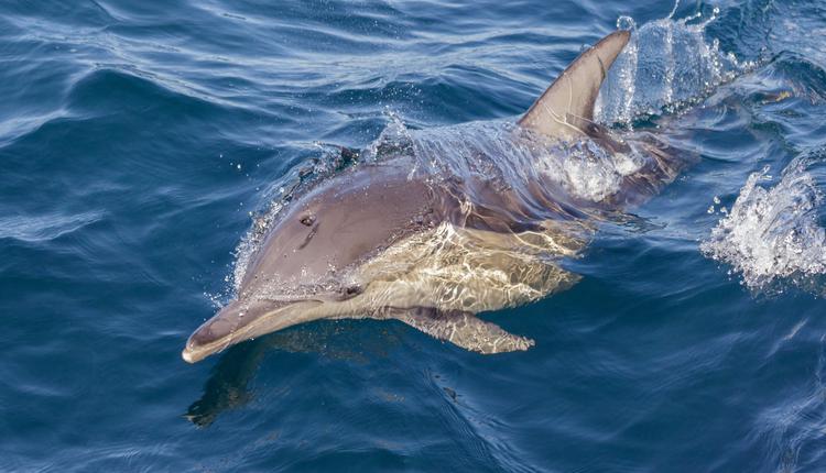 Port Stephens，海豚