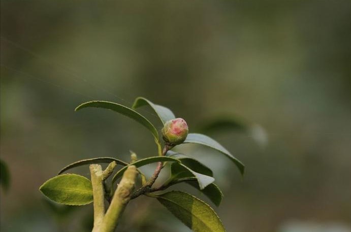 含苞待放的山茶花（圖片來源：微博截圖）