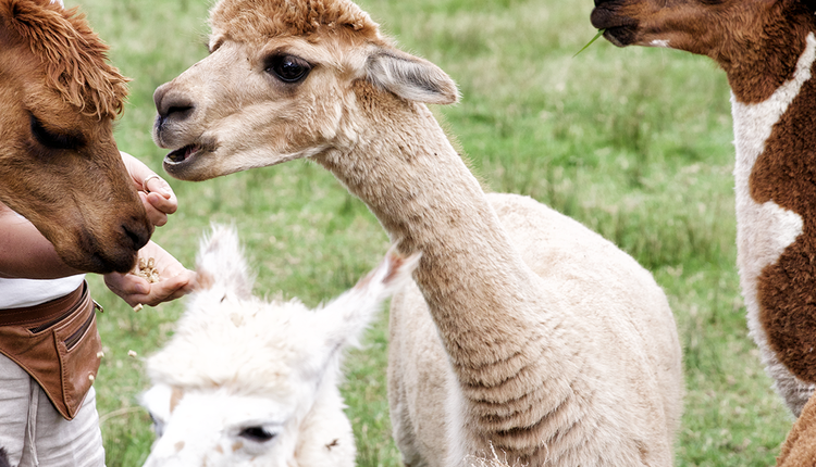 超级可爱的羊驼农场（图片来源：网页截图）
