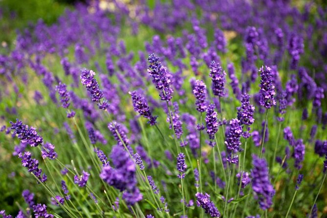 Ashcombe Maze & Lavender Garden