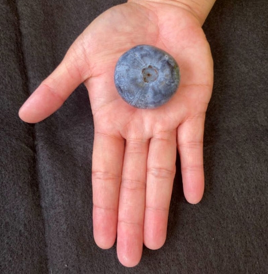 世界最重藍莓